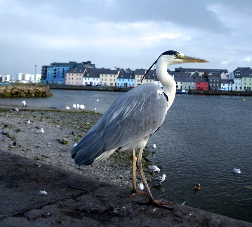 A heron sitting on the waterfronts of Galway Docks. Galway's Long Walk is visible afar