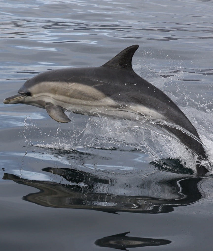 A dolphin is jumping our of the water in a playful way in the Galway Bay waters. Galway Girl Cruises operates daily Galway Bay tours.
