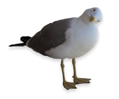 Playful seagull looking to the camera in a goofy way